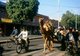 India: Camel near the Tripolia Bazaar Gate, Jaipur, Rajasthan